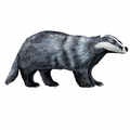 Badger