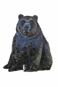 Stonepine Grizzly