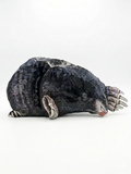 Burrowshade Mole