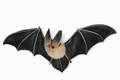 Noctivian Bat