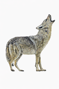 Mooncall Ridge Coyote
