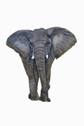 Savanna Crest Elephant