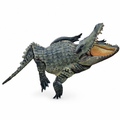 Florida Gator