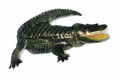 Painted Gator Majesty