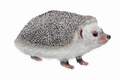 Bramble Whisper the Hedgehog