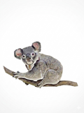 Eucalyptus Ridge Koala