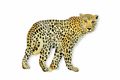 Sir. Leopard