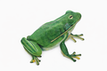 Verdant Leap the Frog