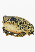 Marbled Forest Hopper