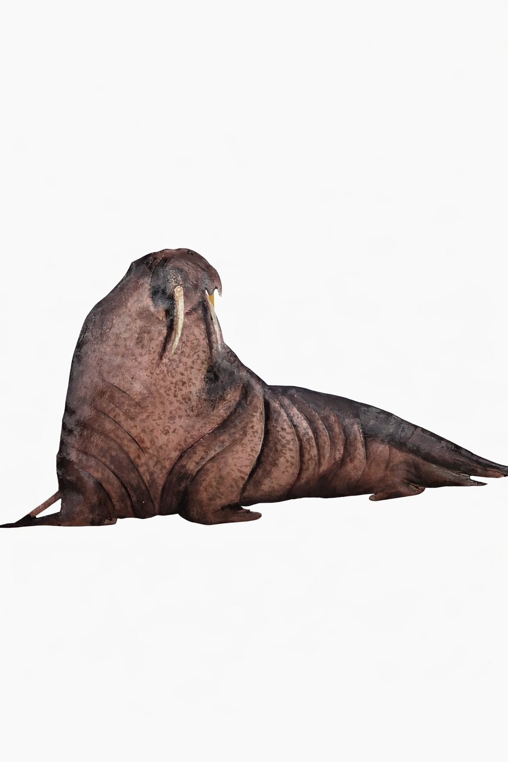 Walrus