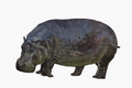 Stonewater Hippo Guardian