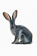 Jackrabbit